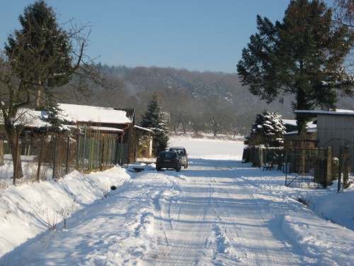 2009 Weihnachtsbäume 06