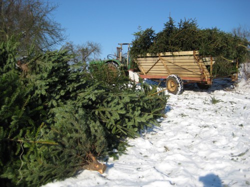 2009 Weihnachtsbäume 07