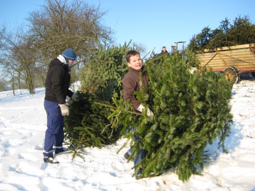 2009 Weihnachtsbäume 09