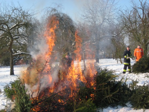 2009 Weihnachtsbäume 23