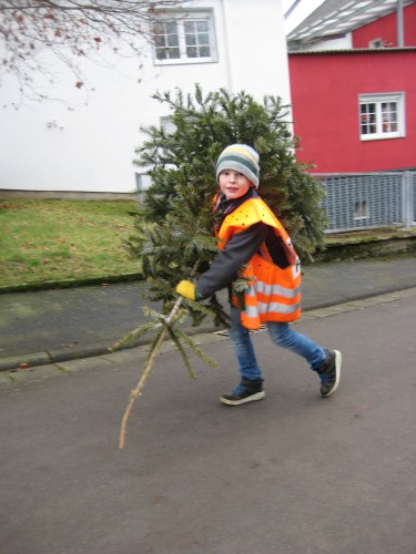 2018 Weihnachtsbäume 20