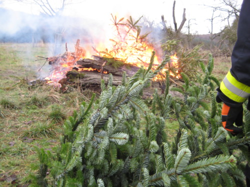 2019 Weihnachtsbäume23