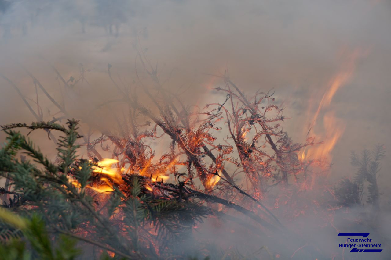 Weihnachtsbaeume2026 10