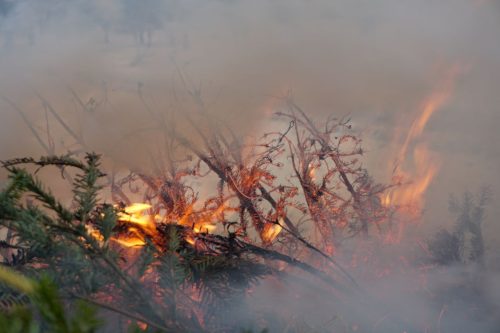 Weihnachtsbaeume2026 10